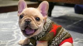 Best of Funny French Bulldog Compilation
The French Bulldog is a small energetic breed. This breed gets along well with most other animals, and does best with older children.
Feel free to leave a comment! Share this video in Facebook/Twitter/Google+ and show to your friends!
Have a GREAT Day :)
Copyright Disclaimer:
No copyright intended. All content used in adherence to Fair Use copyright law.
Copyright issue? Send us a message and well get it resolved. Best of Funny French Bulldog Compilation