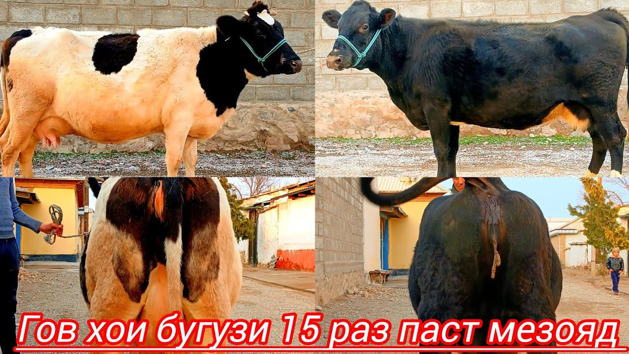 26 января 2026 2 САР ГОВ ХОИ ЗОТИ ШИРИ 15 РУЗ ПАСТ МЕЗОЯД 