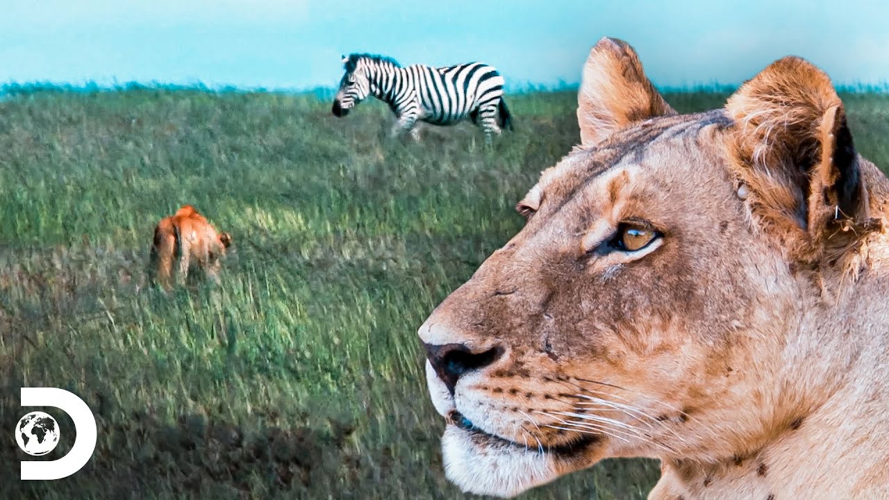 Depredadores por naturaleza en África: el león, Supervivencia Salvaje