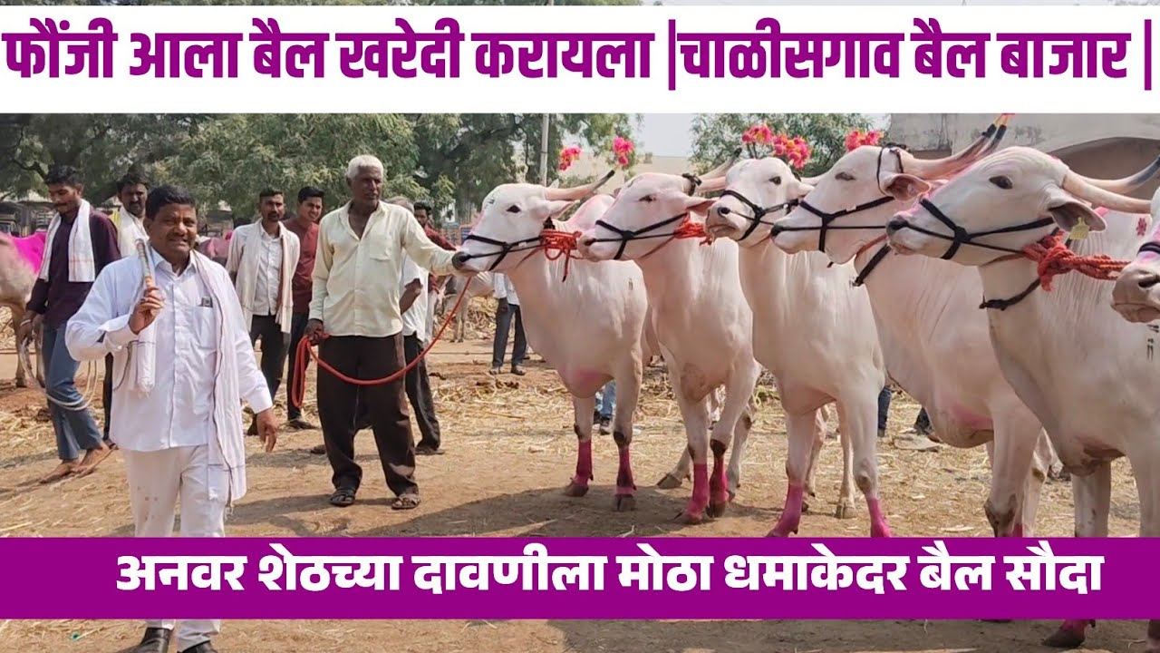  फौजी आला बैल सौदा करायला जोडीची खरेदी|फौजी बांधव आले  बैल बाजारात🇮🇳#बैलगाडा  #बैलबाजार #bullmarket