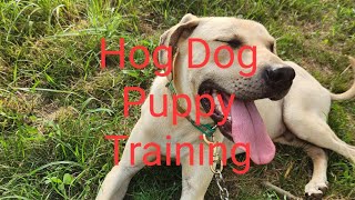 Training Pups To Be Hog Dogs