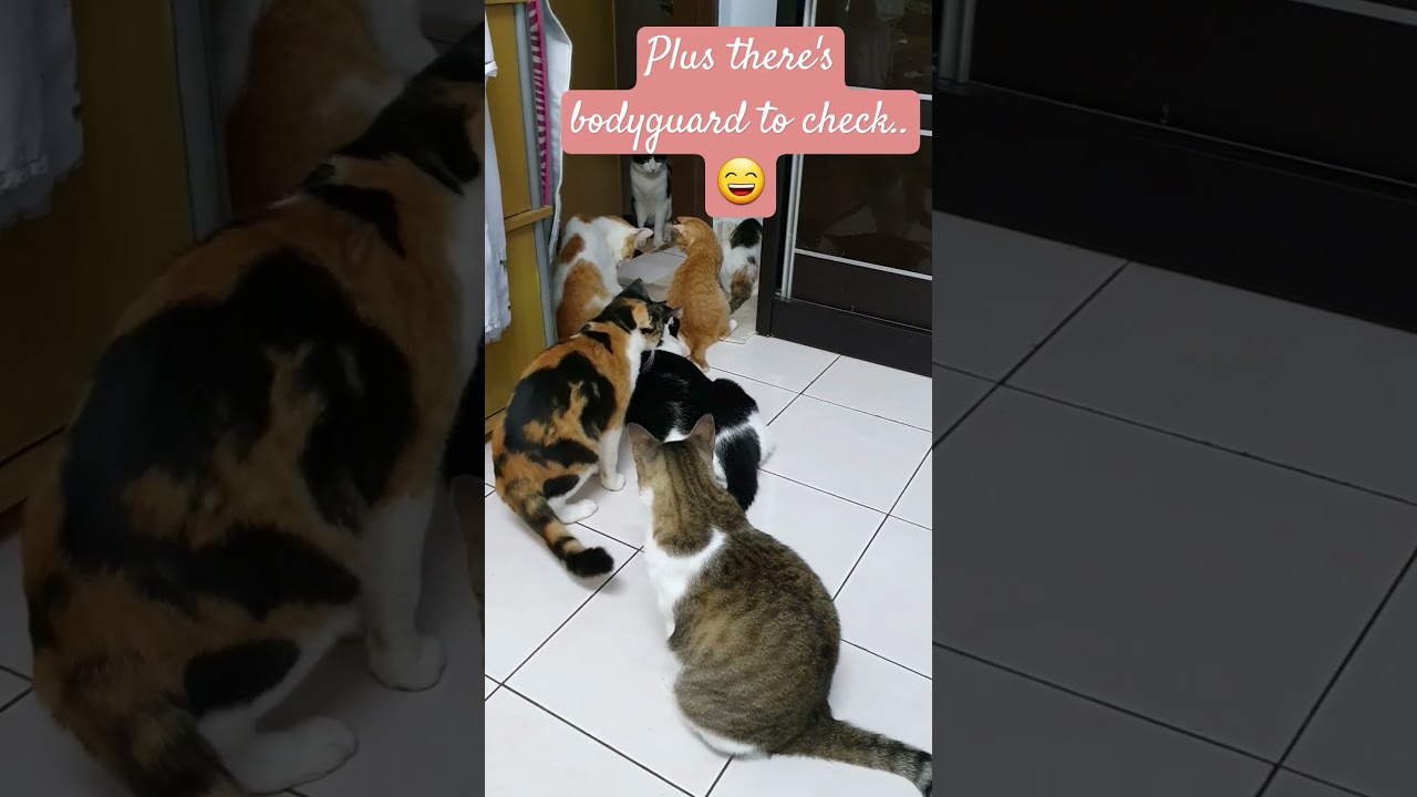 How's discipline the cats? 