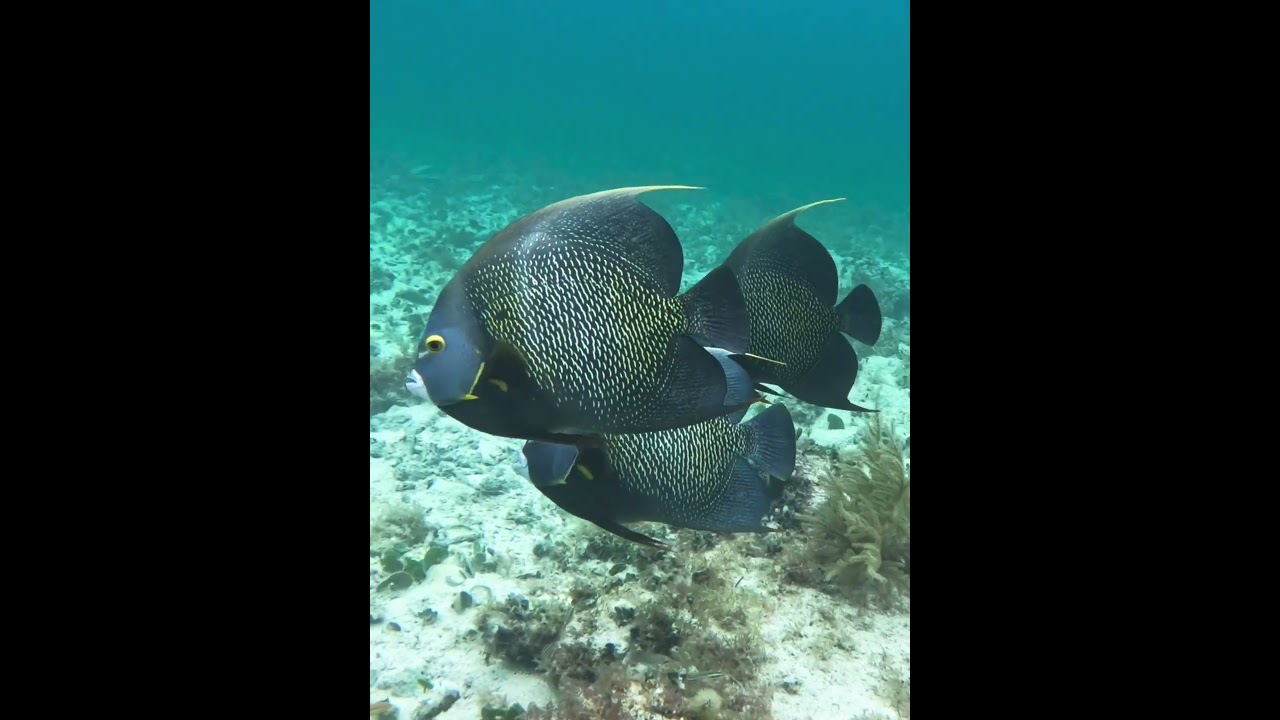 Five French Angelfish 