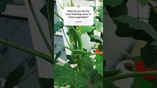 Just Reply from heart ❤️ l My terrcae Garden Okra First harvest ☑️l #shorts