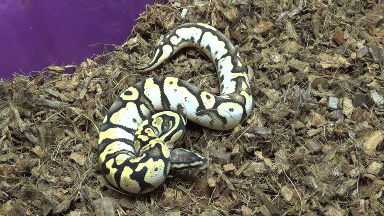 camera iphone 8 plus apk How to mix coconut chip bedding pt 2