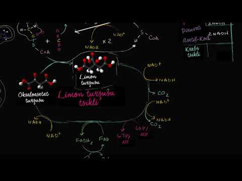 Video: Arsenat hüceyrə tənəffüsünün inhibitorudur?