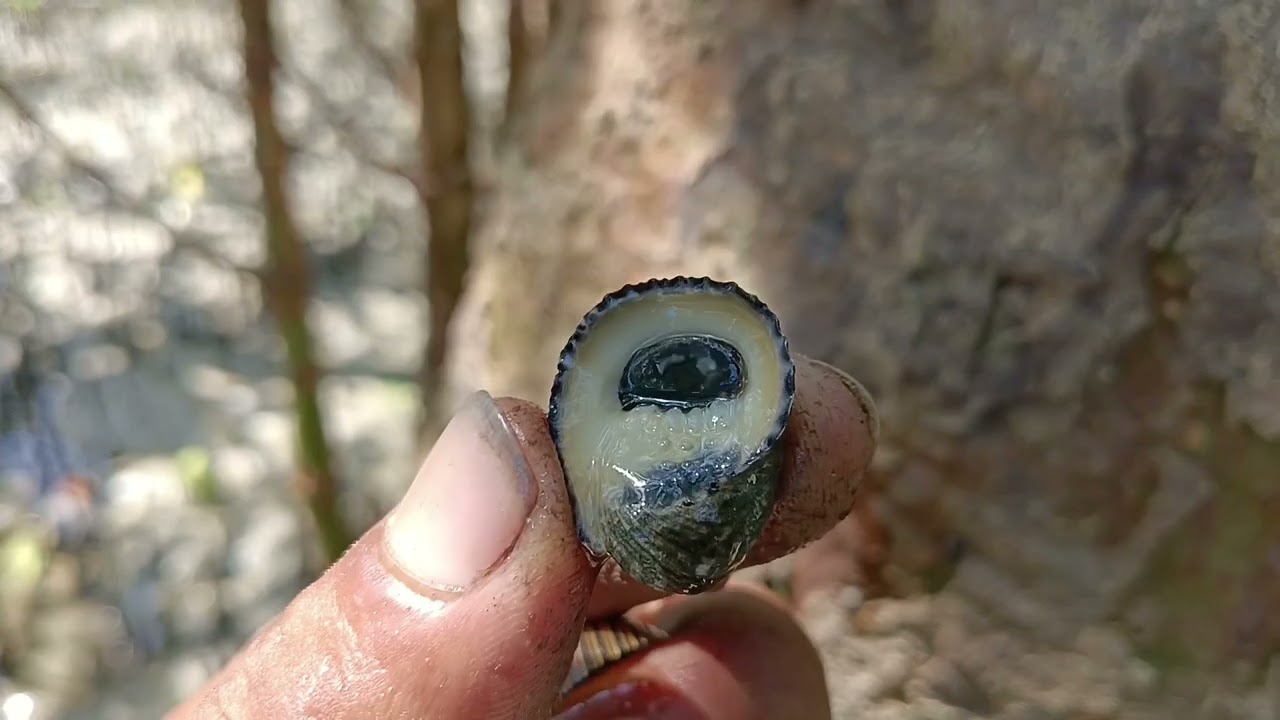 MENCARI SIPUT TIMBA/BUTANG DAN MASAK