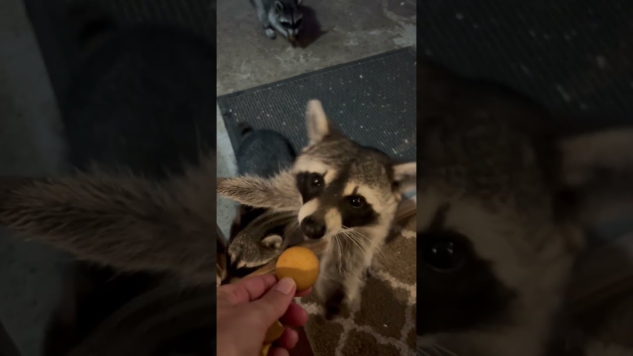 Well Mannered Raccoons Visit Houses For Snacks