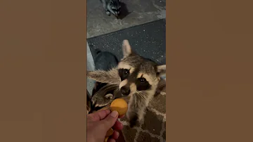 Well-mannered raccoons visit houses for snacks