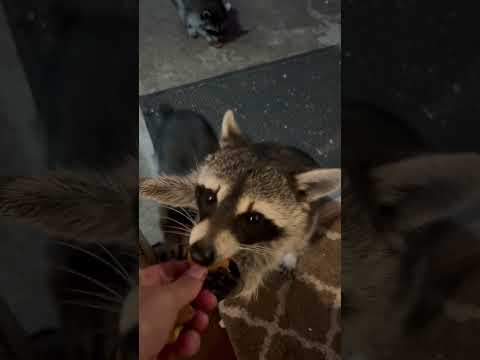 Video: Wanneer eten wasberen?