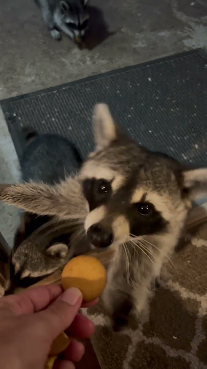 Well-mannered raccoons visit houses for snacks