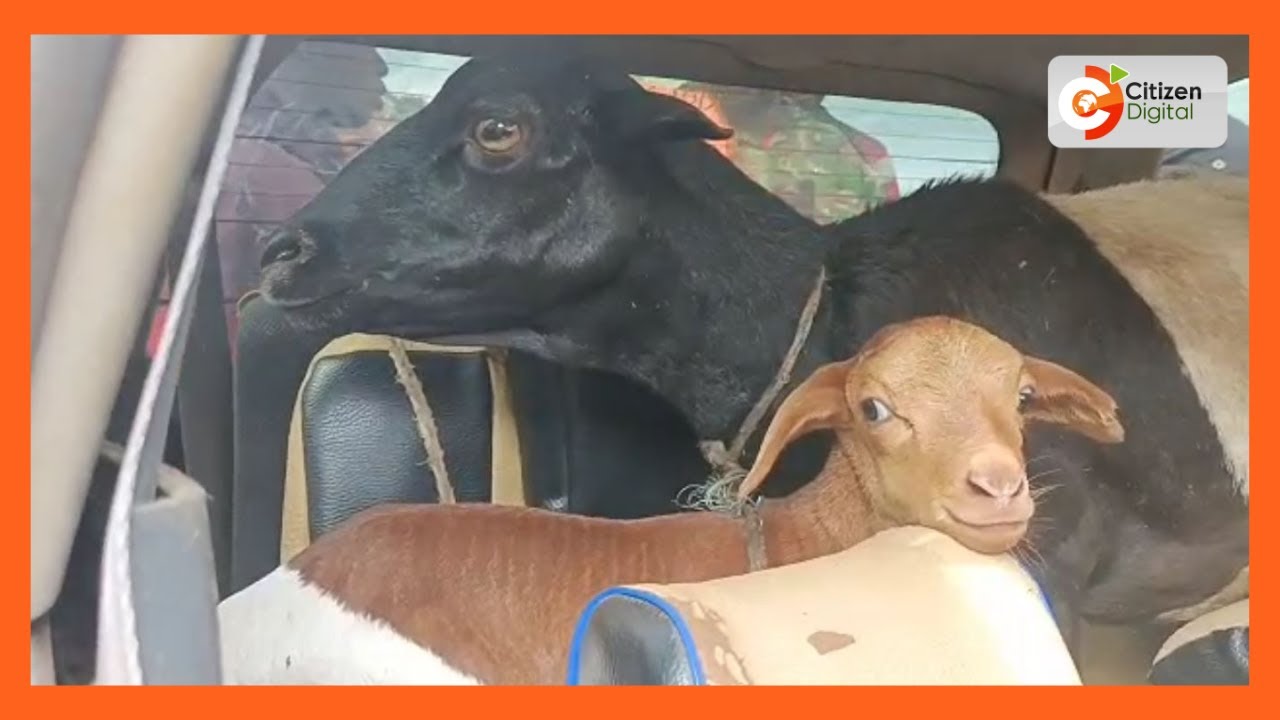 Thief Riding Sheep Drama in Mwea as police nab suspected livestock thief transporting ...