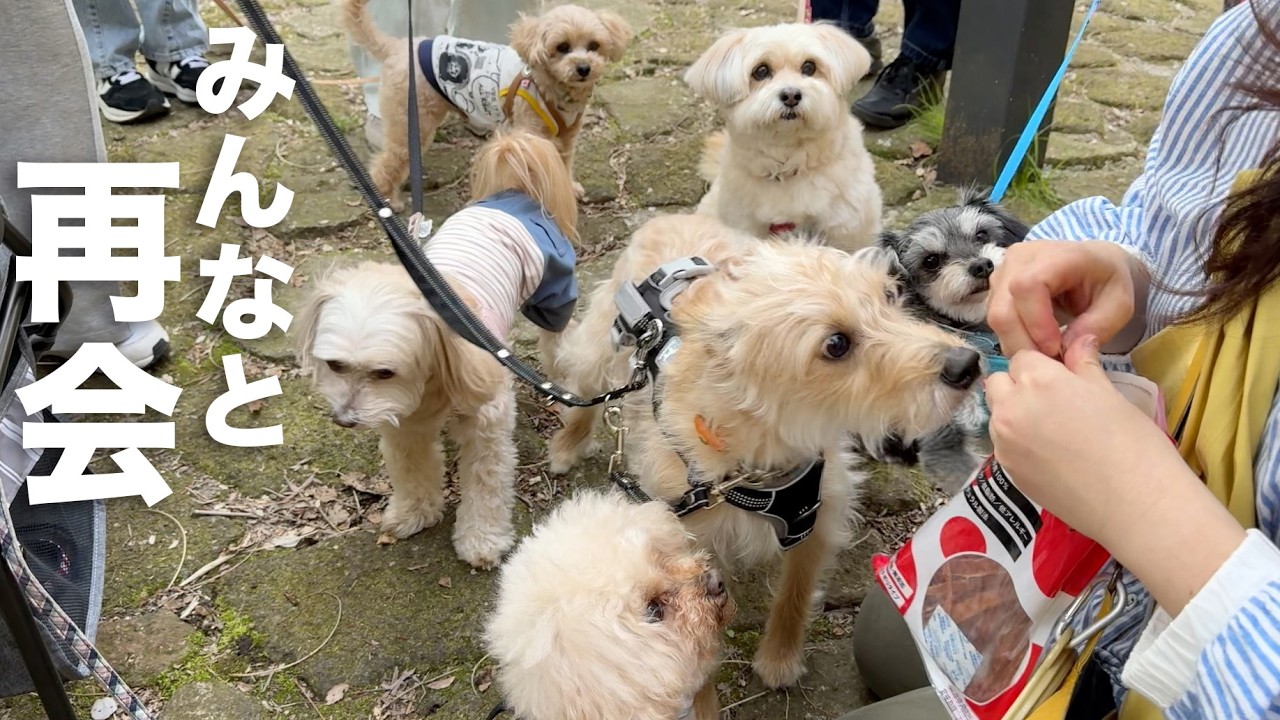 送り出してきた元保護犬たちと、桜の下で再会しました。