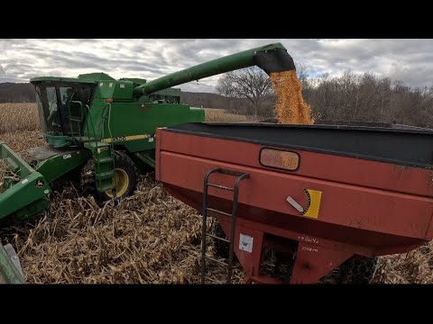 High Moisture Corn Harvest
