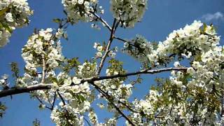 Video thumbnail of "ANTONIO VIVALDI - SPRING (Largo)"