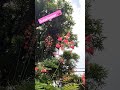 Did you see it? 😲#grasshopper #animals #tree #nature #travel #shortvideo #shorts