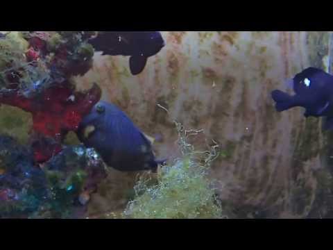 Undulated Triggerfish Tank