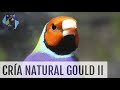 CRÍA NATURAL DIAMANTE DE GOULD II | Diamante de Gould | @AviarioVera