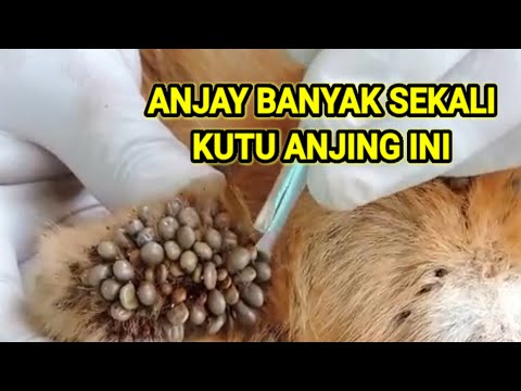 Video: Kutu Anjing - Pedikulosis Anjing - Parasit Anjing