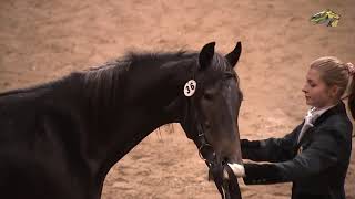 Программа PRO_Бега о ХХ ежегодном аукционе лошадей орловской рысистой породы, рождённых в МКЗ №1