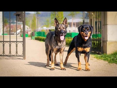 Видео: Лучшие собаки для Охраны двора и дома. Топ 3 породы которые знают сваю работу. Ротвейлер, Немецкая