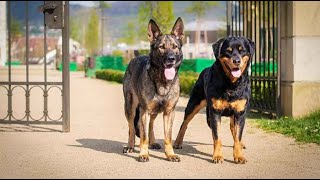 Лучшие собаки для Охраны двора и дома. Топ 3 породы которые знают сваю работу. Ротвейлер, Немецкая