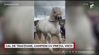 Download Lagu Cal în valoare de 20.000 de euro a murit la un concurs.           (Falko). MP3