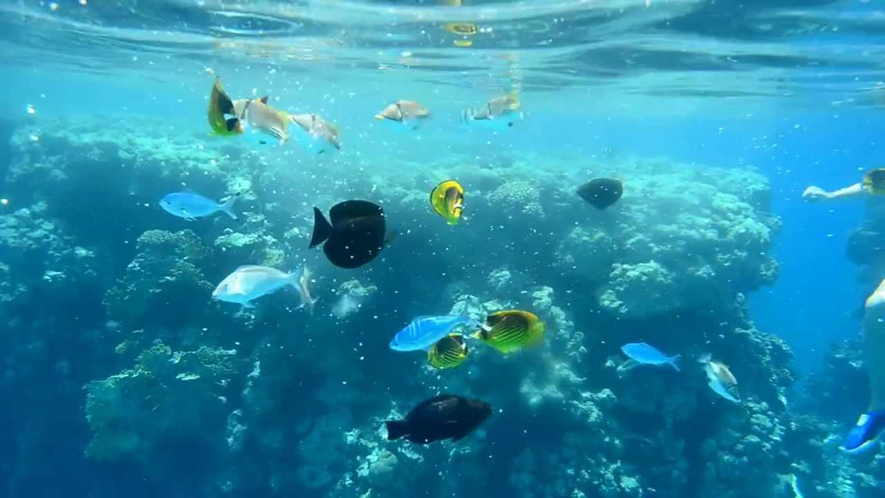 Рыбы едят хлеб - YouTube