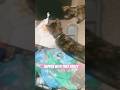 Cats eat good