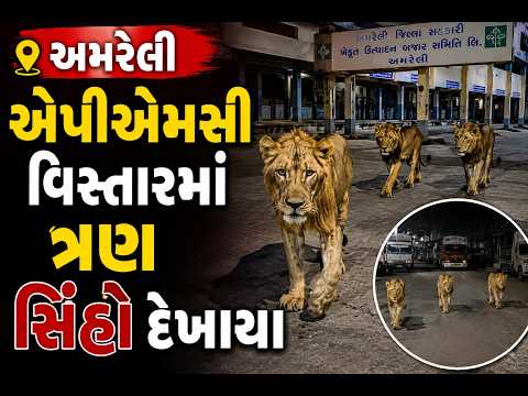 #amreli | એપીએમસી વિસ્તારમાં ત્રણ સિંહો દેખાયા | #drashtikonnews