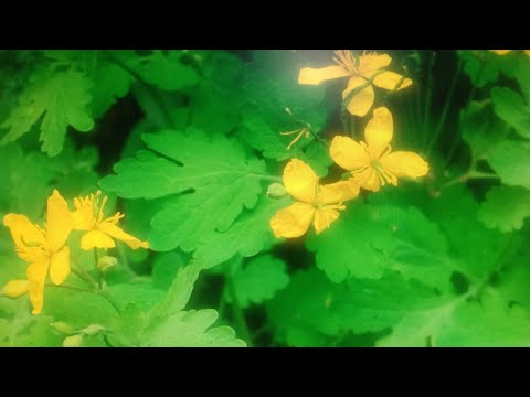 Video: Celandine Planteinformation - hvor vokser svalort