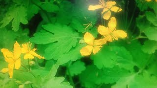 USEFUL OIL from the celandine. 2 cooking methods + ointment recipe.