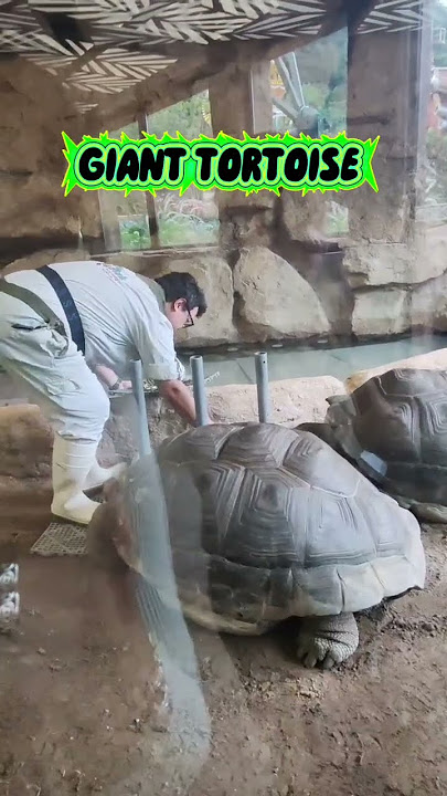 GIANT TORTOISE