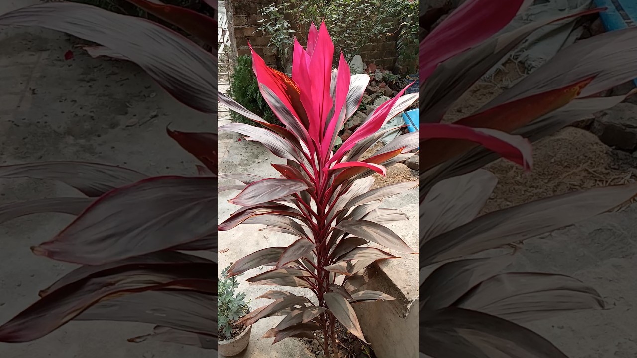 Ti Plant | Cordyline fruticosa | Asparagus 🌱🌱 