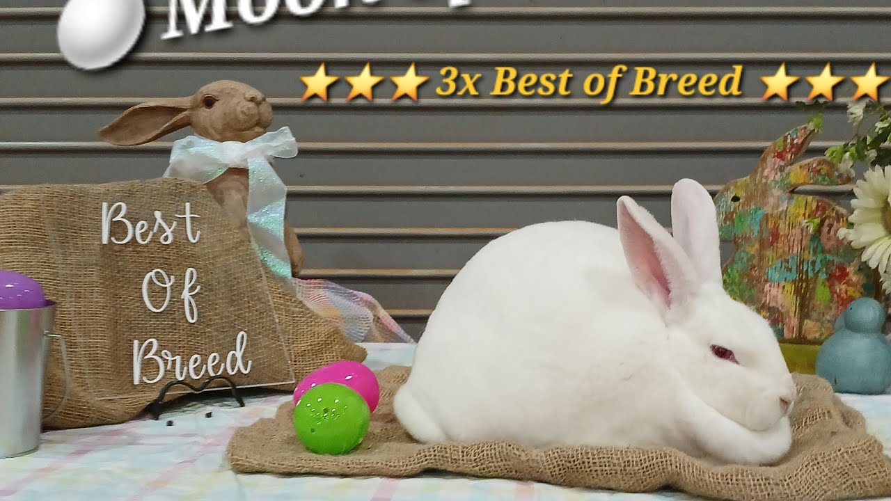 Motherwolf's Moon Spirit Takes Best of Breed (Youth) MSRBA 2025 *Show B*