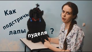 Как подстричь лапы пуделя ?