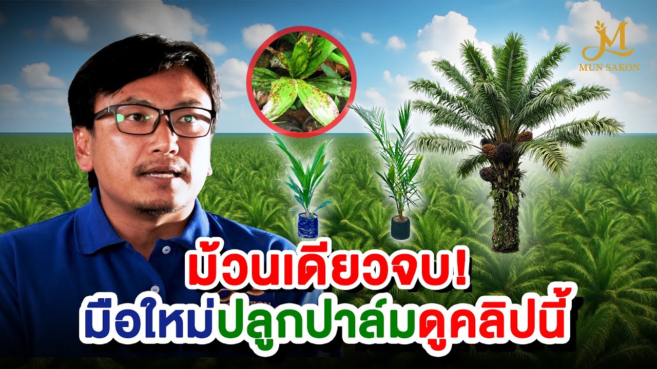 มัดรวมมาแล้ว ! มือใหม่ปลูกปาล์มต้องดูคลิปนี้ / การจัดการสวนปาล์ม EP.รวมมิตรพิเศษ