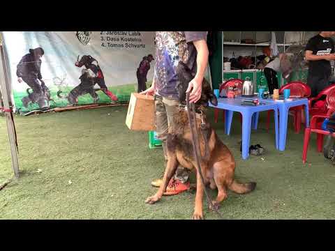 Video: Cách Huấn Luyện Chó Caucasian Shepherd