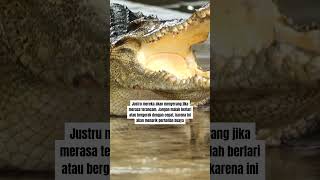 CARA LARI DARI BUAYA DARAT (BUKAN YA) | [Viral & Tersembunyi]