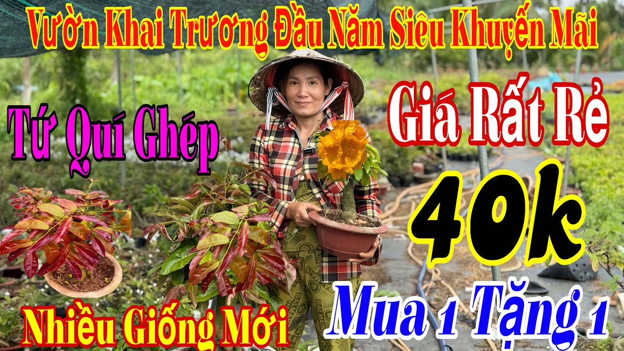 5/3 Vườn mới khai trương giá siêu rẻ 💥🌲mua 1 Tặng 1 🌲nhiều mã số gốc đế đẹp 🌲🌲🌲 ☎️ 0938996062 Linh 