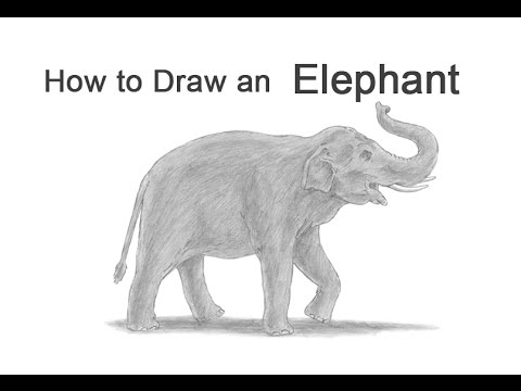 How to Draw an Asian Elephant - YouTube