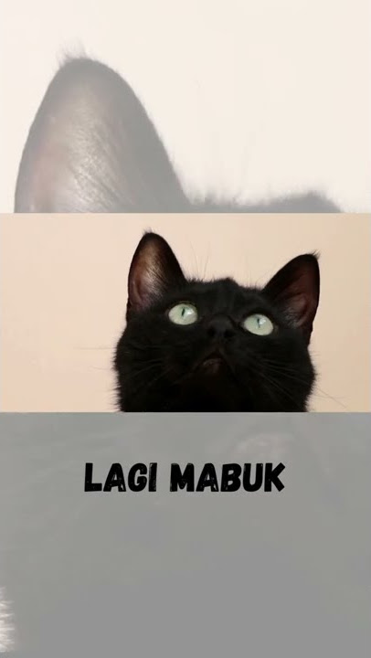 Mpus lagi mabuk ya #shorts