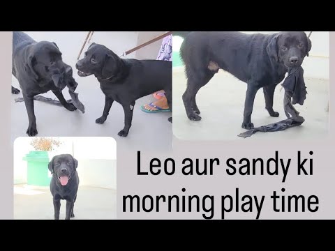 Leo the Labrador| dog daily vlog| dog morning routine | dog vlogger ...