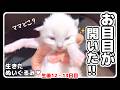 【7つ子生後12・13日目】ちび母猫が生んだ子猫たちの目が開いて可愛さ100倍！弱肉強食‼︎意地悪な姉妹に邪魔されておっぱいが飲めない未熟児子猫【子猫物語】 #猫 #子猫 #ラグドール #猫ミーム