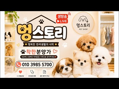 구독자100명이벤트#프렌치불독💕🐕강아지분양라이브🐕 🚗전국어디든분양가능🚗 #강아지 #강아지분양 #애견샵 #반려견  #귀여운강아지 #강아지영상 #라이브 #분양 #경북 #대구