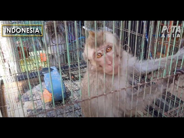 Exposé: Suffering and Disease in Asian Live-Animal Markets