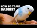 How to tame baby Budgie birds?