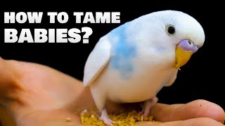 How to tame baby Budgie birds?