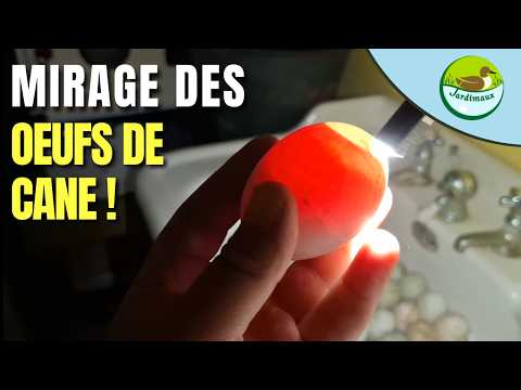 COMMENT MIRER DES ŒUFS DE CANE ! 🦆🥚