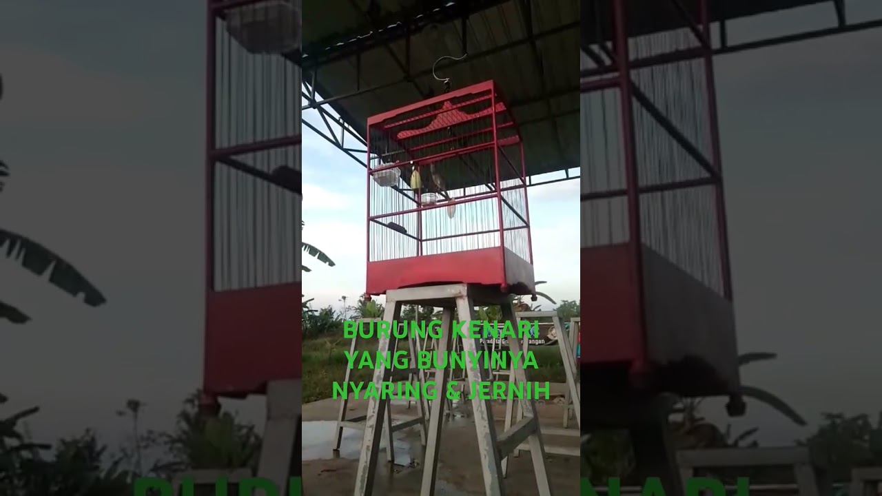 BURUNG KENARI SUARA NYARING & JERNIH, SIAP MERAIMAKAN PERLOMBAAN DI KICAU MANIA